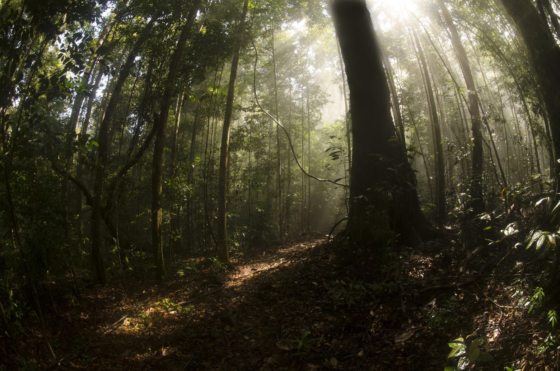 Sunbeams through the forest interior at Deramakot